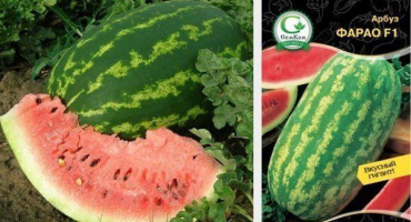 Jak pěstovat meloun farao?